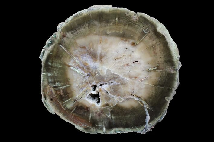 Triassic Petrified Wood (Woodworthia) Round - Zimbabwe #167951